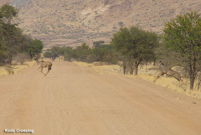 Kudu Crossing